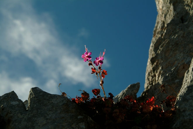 Geranium macrorrhizum / Geranio crestato